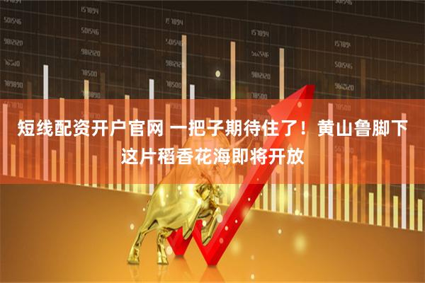 短线配资开户官网 一把子期待住了！黄山鲁脚下这片稻香花海即将开放